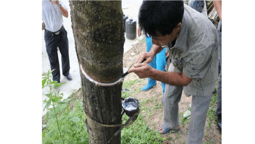 天然橡膠初加工設(shè)備和生產(chǎn)過(guò)程