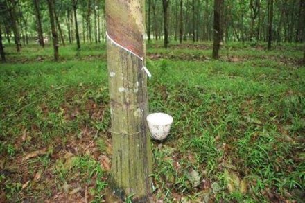 天然橡膠生膠縐片機對物料產(chǎn)生輥壓、剪切，從而使物料壓薄、表面起皺